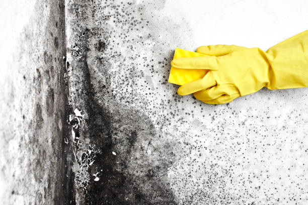 Best Environmental Consulting for Mold Prevention  in Fairfield University, CT