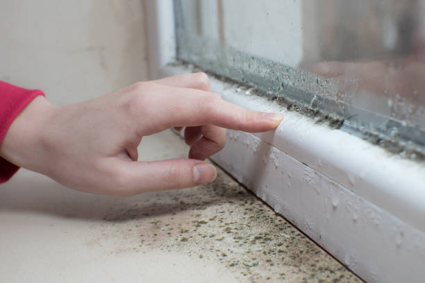 Best Water Damage & Mold Remediation  in Fairfield University, CT